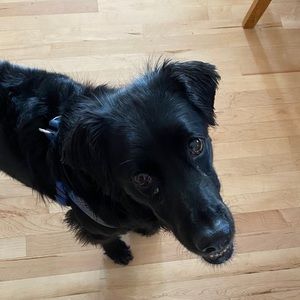 Meet your Posher, Sachi